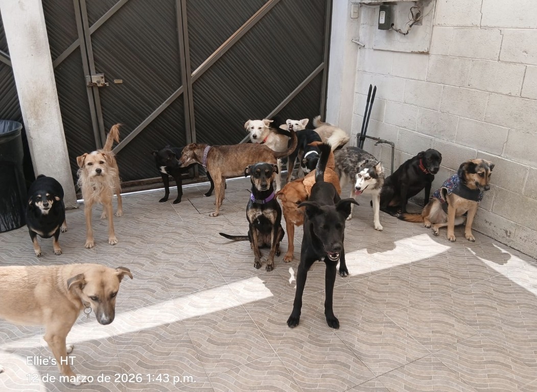 Ellie's House Toluca tweet media