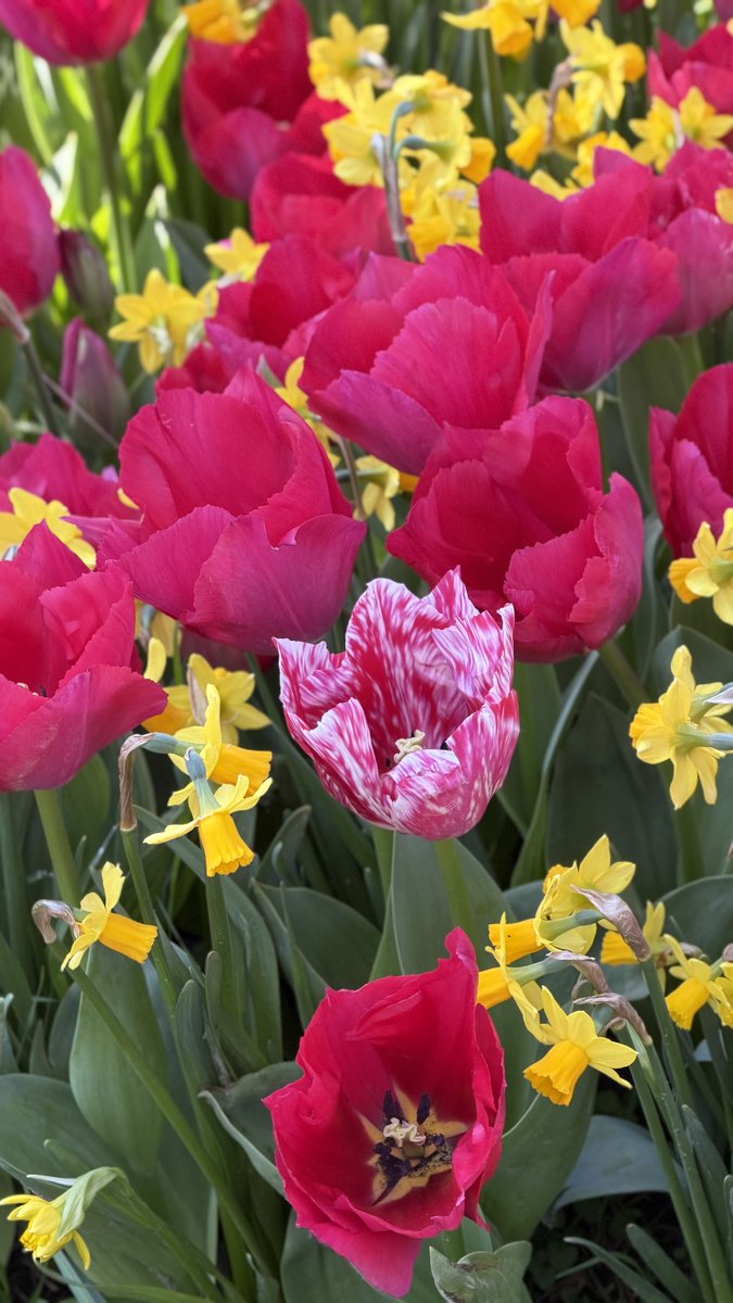 fgomollon's tweet photo. #Tulipanes #Narcisos #ParqueGrande #Zaragoza https://t.co/R8ijDbFSyV