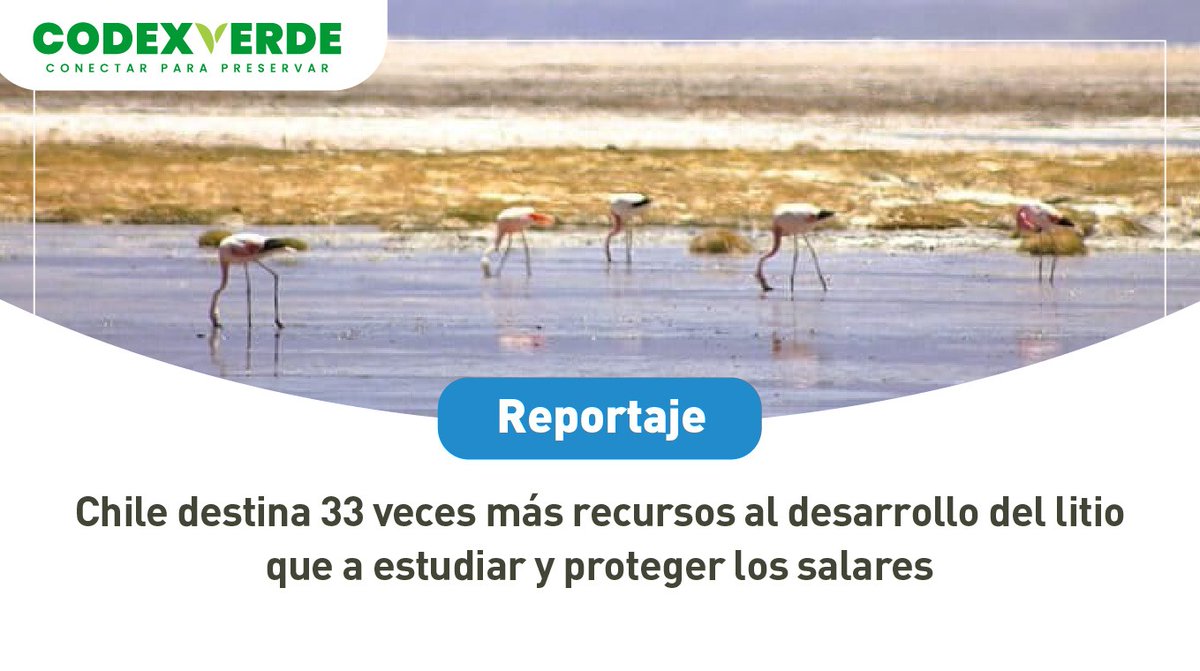 Codexverde tweet media
