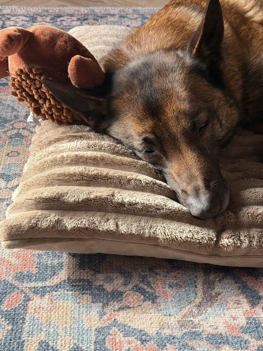 Macy & Bruno tweet media