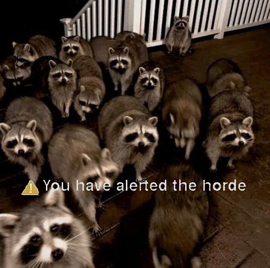 Why you should have a Raccoon tweet media