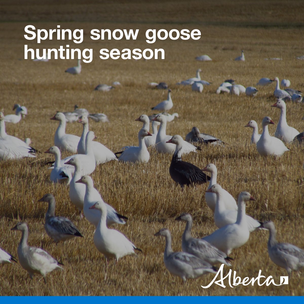 Alberta Fish and Wildlife Enforcement tweet media