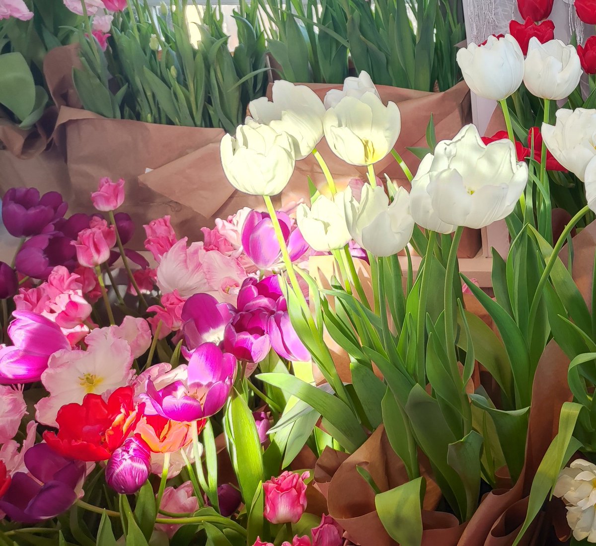 #tulips #SPb