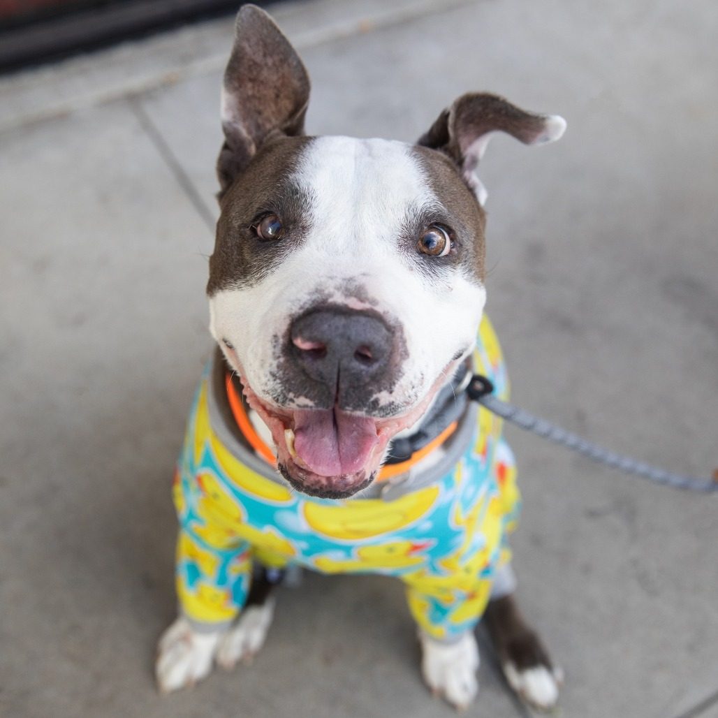 bestfriends's tweet image. (1/3) When our team in #SaltLakeCity took in Humphrey from an overcrowded shelter, they did not have much history. But what was clear, was that he had been through a lot before coming to Best Friends.

Upon arrival, Humphrey faced several medical challenges: 👇