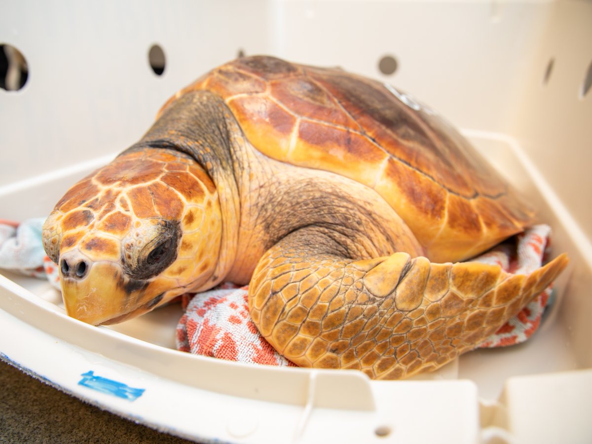 New England Aquarium tweet media