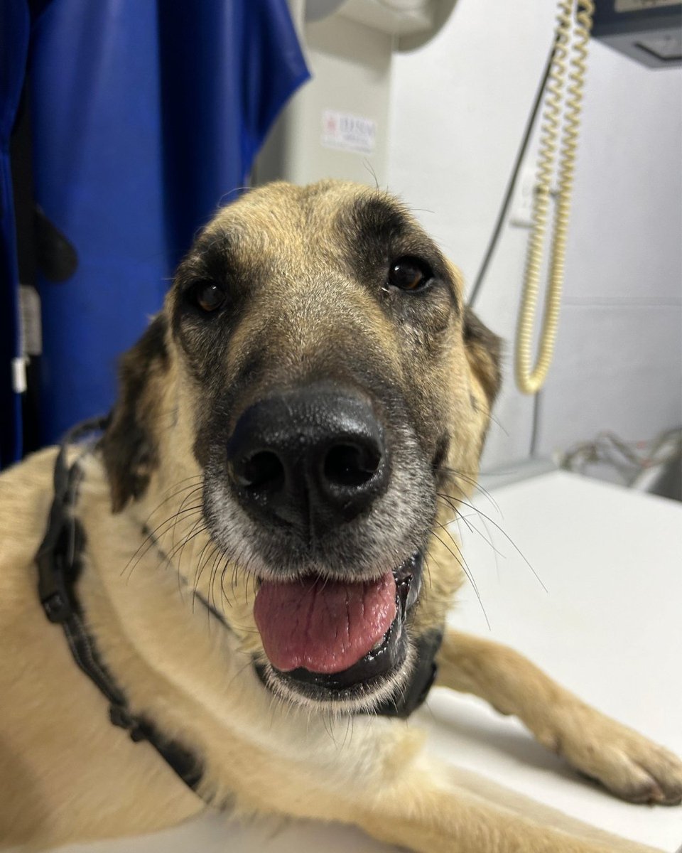 CCFCheetah's tweet image. Recently, one of our Livestock Guarding Dogs (LGDs) in #Namibia had to visit the clinic. Jenny, a four-year-old Anatolian shepherd, was treated after she suddenly started limping and couldn't put weight on one of her legs. During her check-up, the veterinary team took x-rays to
