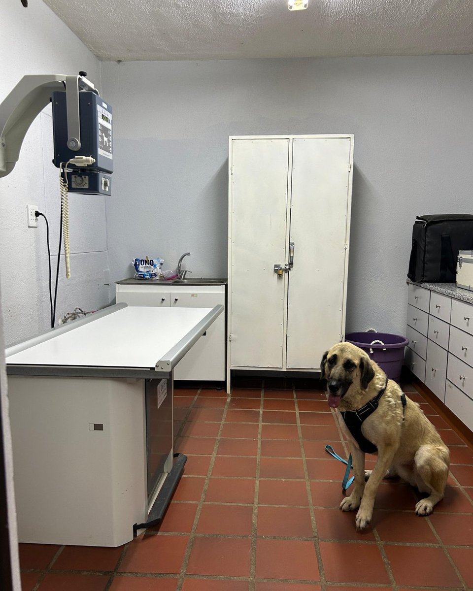 CCFCheetah's tweet image. Recently, one of our Livestock Guarding Dogs (LGDs) in #Namibia had to visit the clinic. Jenny, a four-year-old Anatolian shepherd, was treated after she suddenly started limping and couldn't put weight on one of her legs. During her check-up, the veterinary team took x-rays to