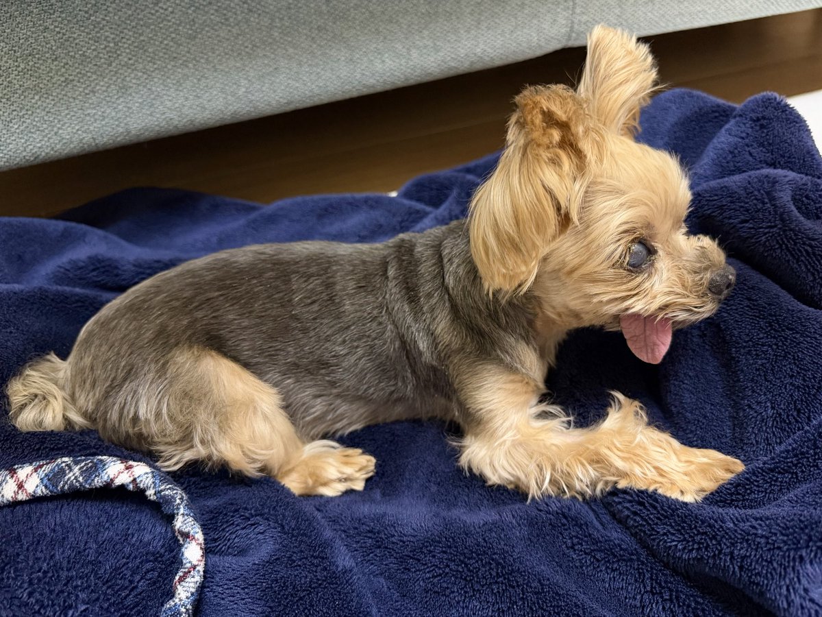 キキ🐶 tweet media