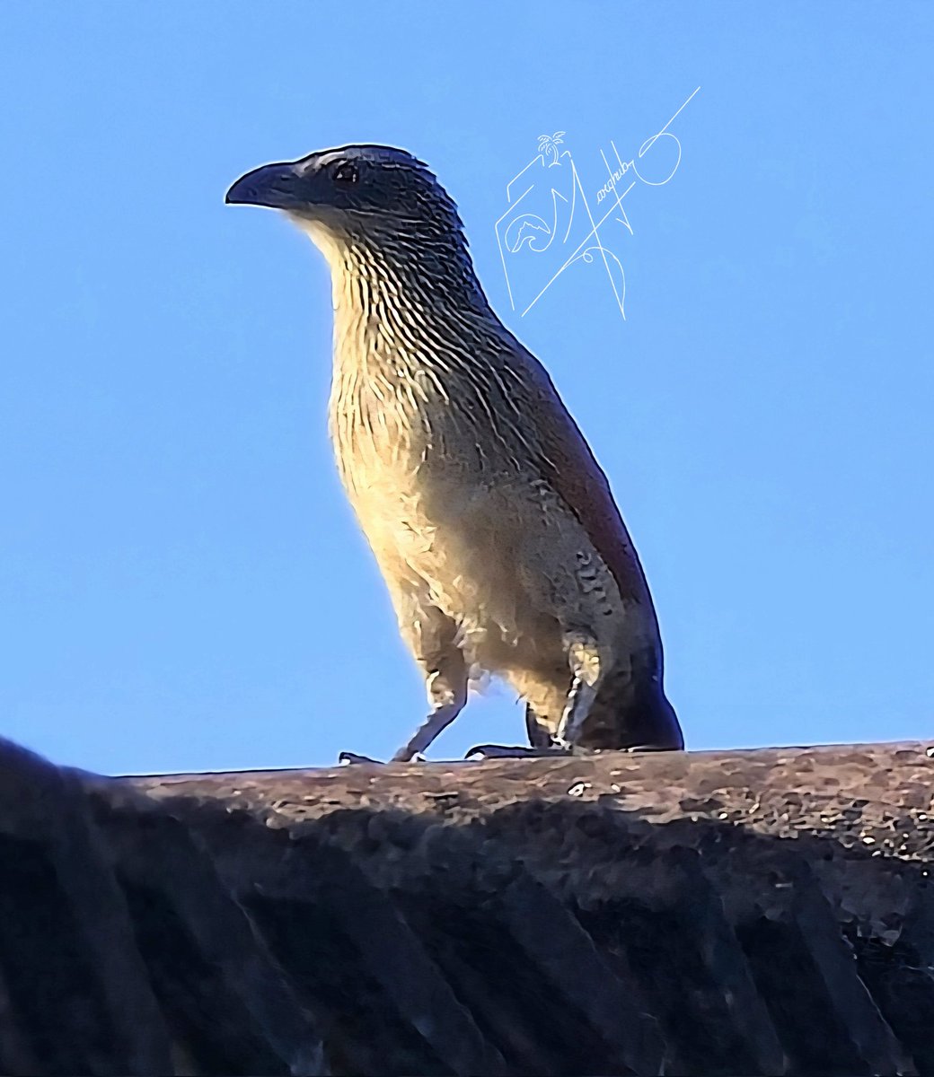 Caught a glimpse of the White-browed Coucal the other day at the estate! 🇰🇪  
<a href="/Waimaimba/">Birds_of_Kenya</a> , I hear this beauty is also known as the ‘Water-bottle Bird’ because of its unique bubbling call. You’ve probably captured these before...