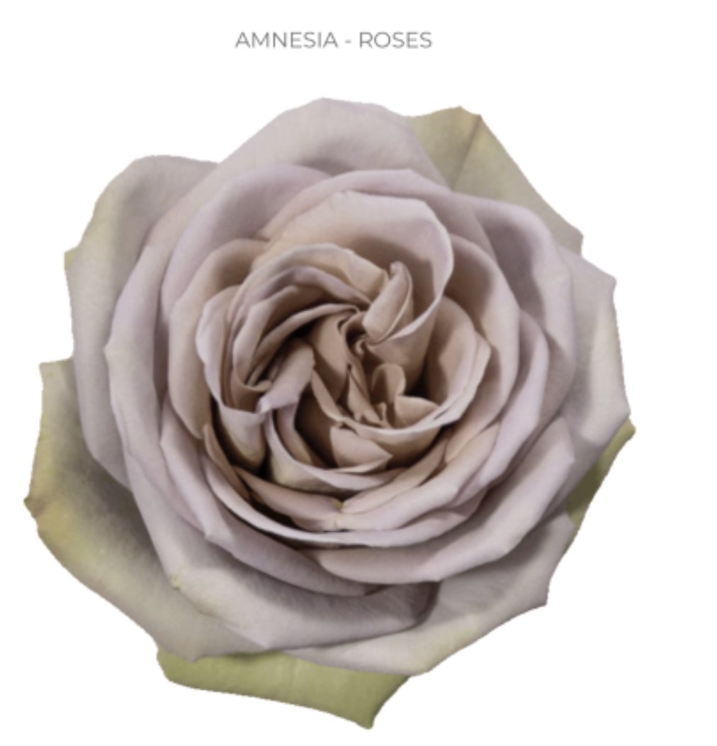 Friday Color Reset: Mauves + Warm Whites Just Landed - mailchi.mp/36e59b8112fd/f…