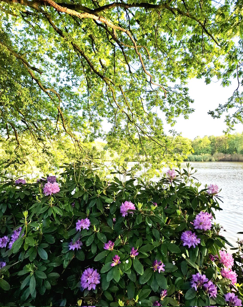 chriz31_07's tweet image. Let’s see your Pink and Green photographs! 💜💚