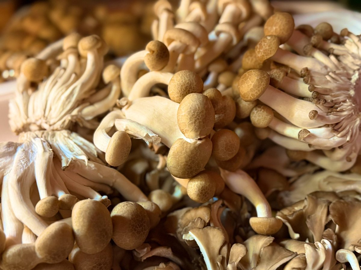 ムジカジャポニカ tweet media