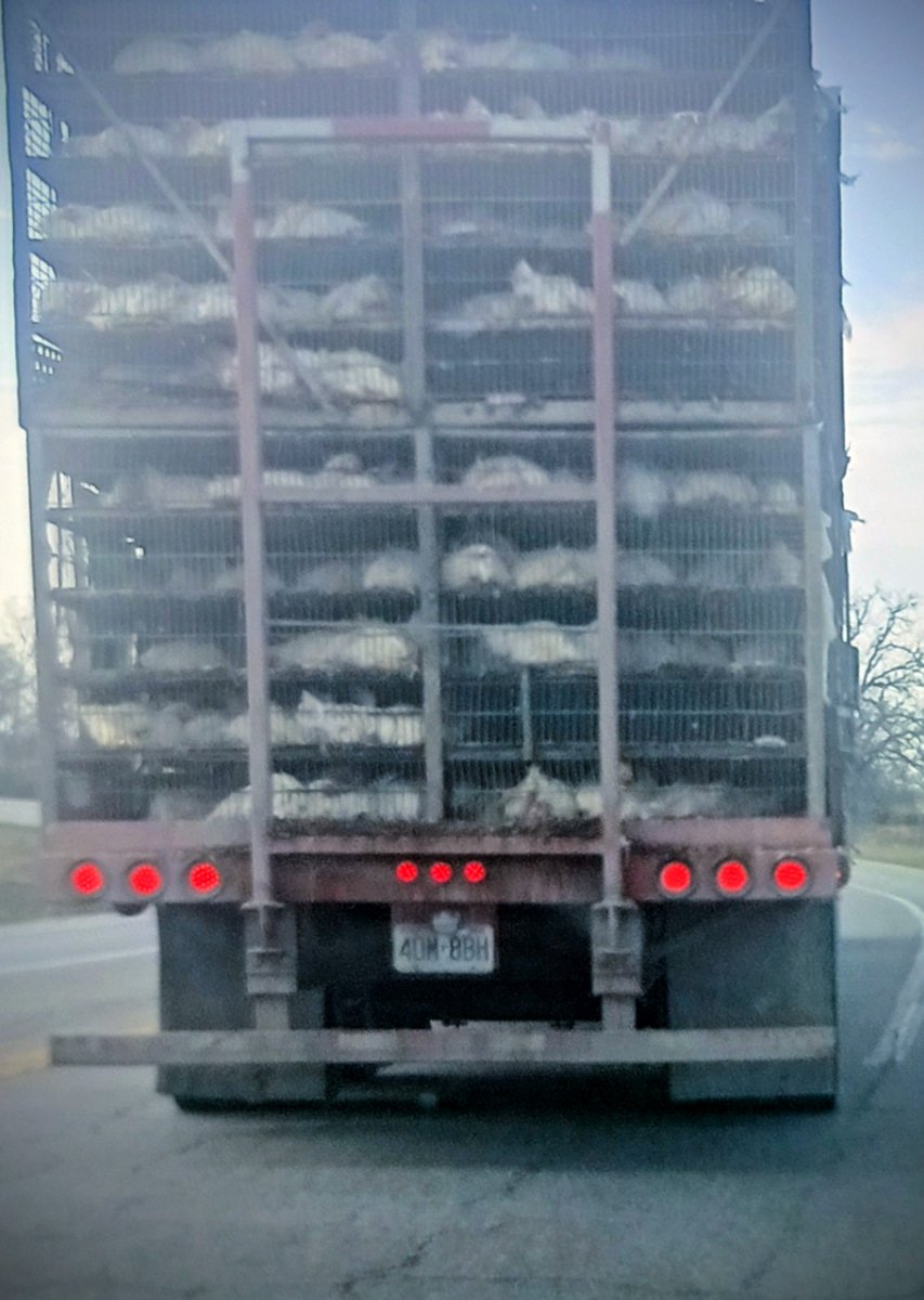 Warning. ⚠️ Long post for cityslickers.
For those of you who live in the city, and have never been around commercial farms, now you know how your chicken is transported. They are crammed in these crates and hauled over an hour to the nearest Tyson processing facility. In the heat