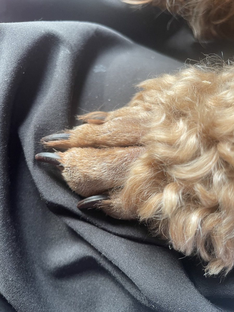 Brenda aka Brendiva tweet media