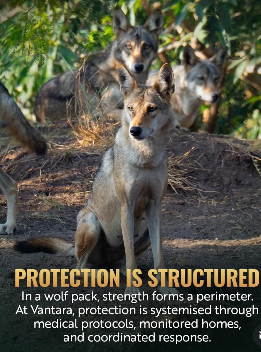 Vantara wildlife protection ka strong step lagta hai. Respect to Anant Ambani.