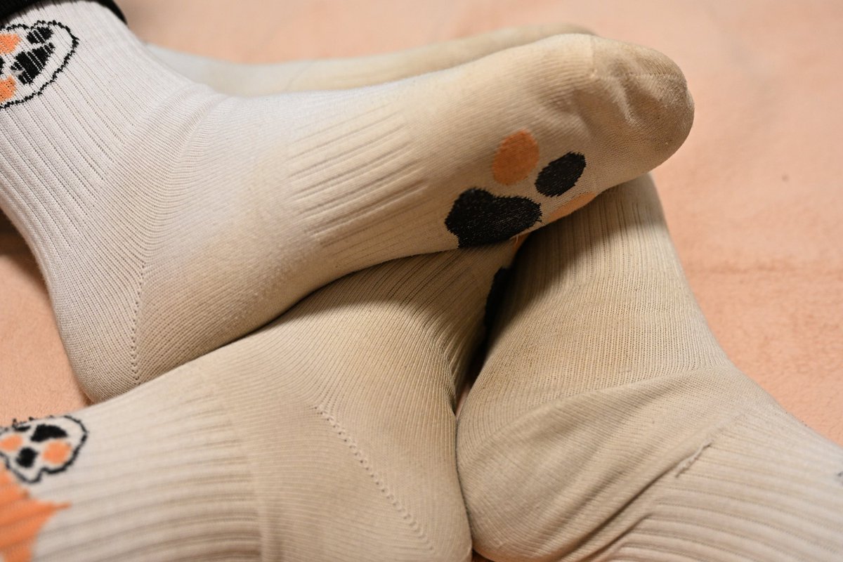 秋米⭐→绒爪兽聚 tweet media