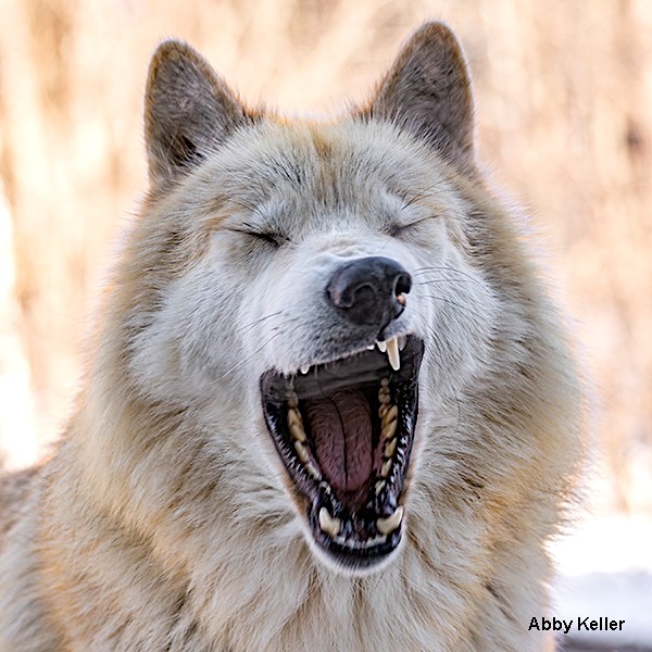 International Wolf Center tweet media