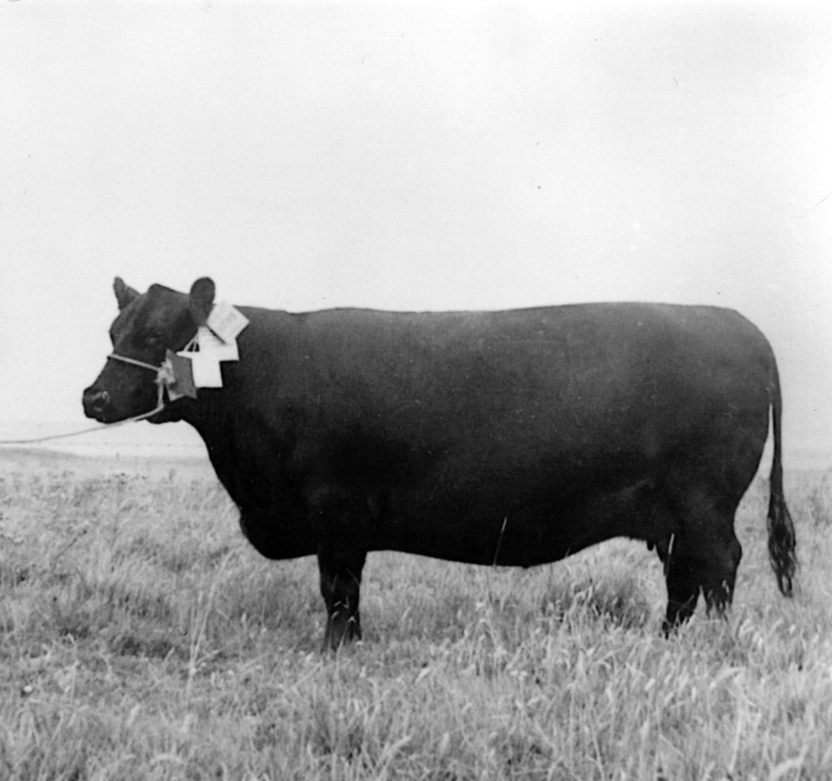 Orkney Library tweet media