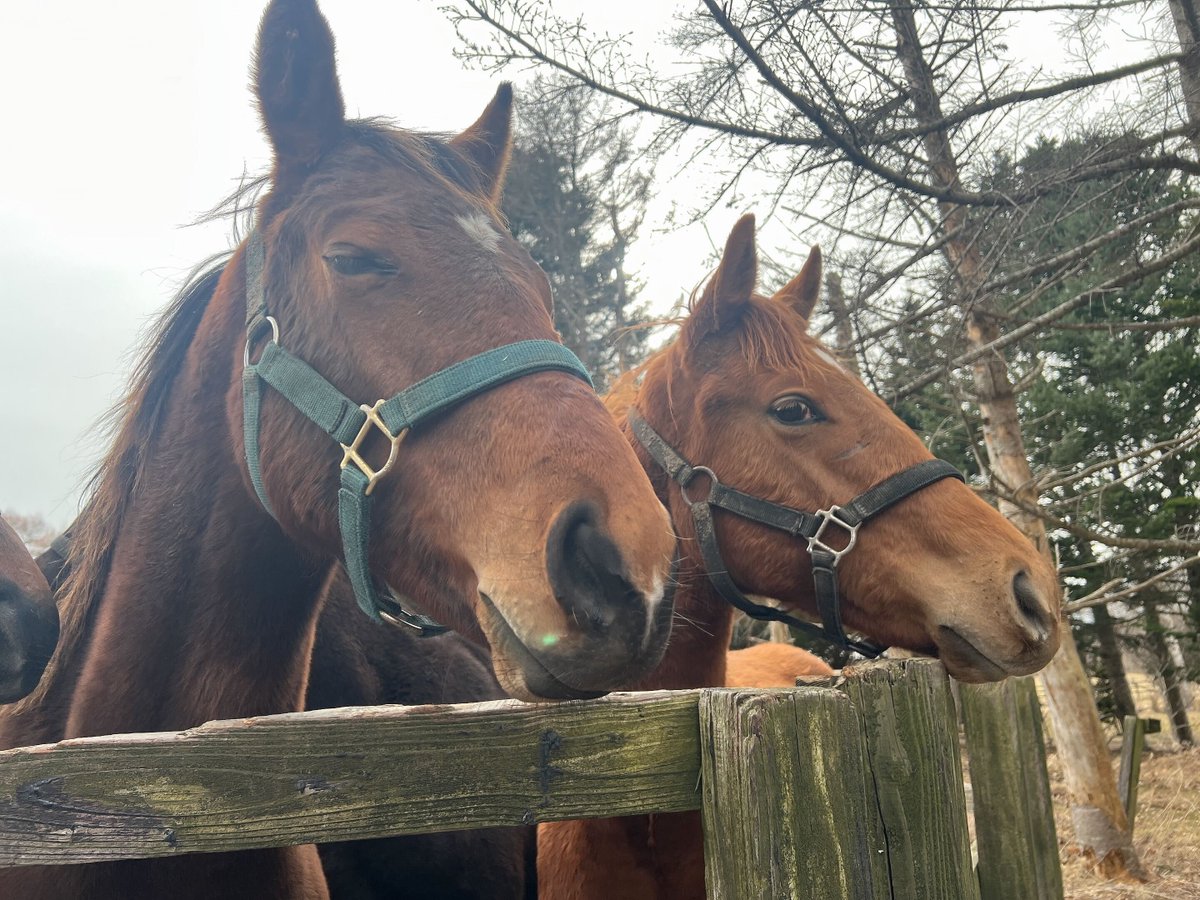 日高の競走馬生産牧場「フジモトバイアリースタッド」＠クラファン挑戦中 tweet media