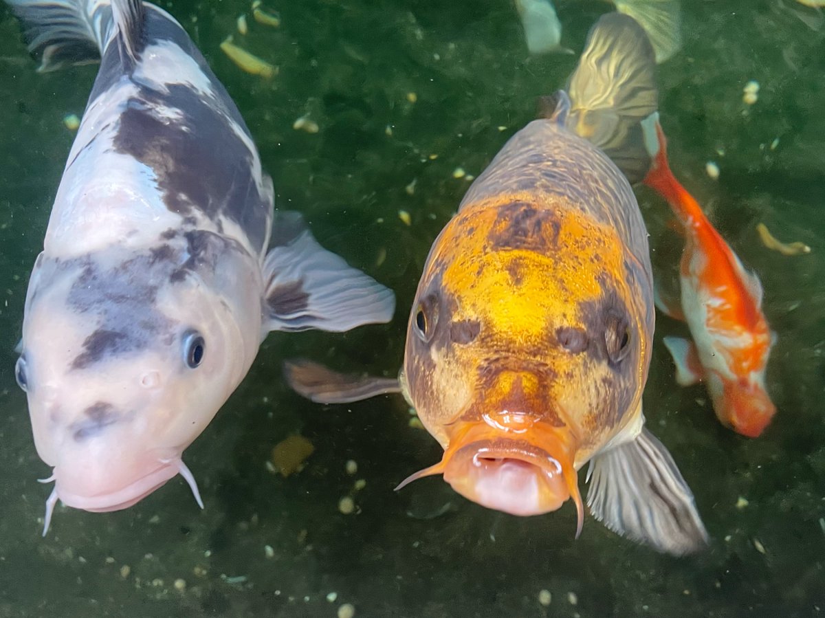 𓆩SARO𓆪 tweet media