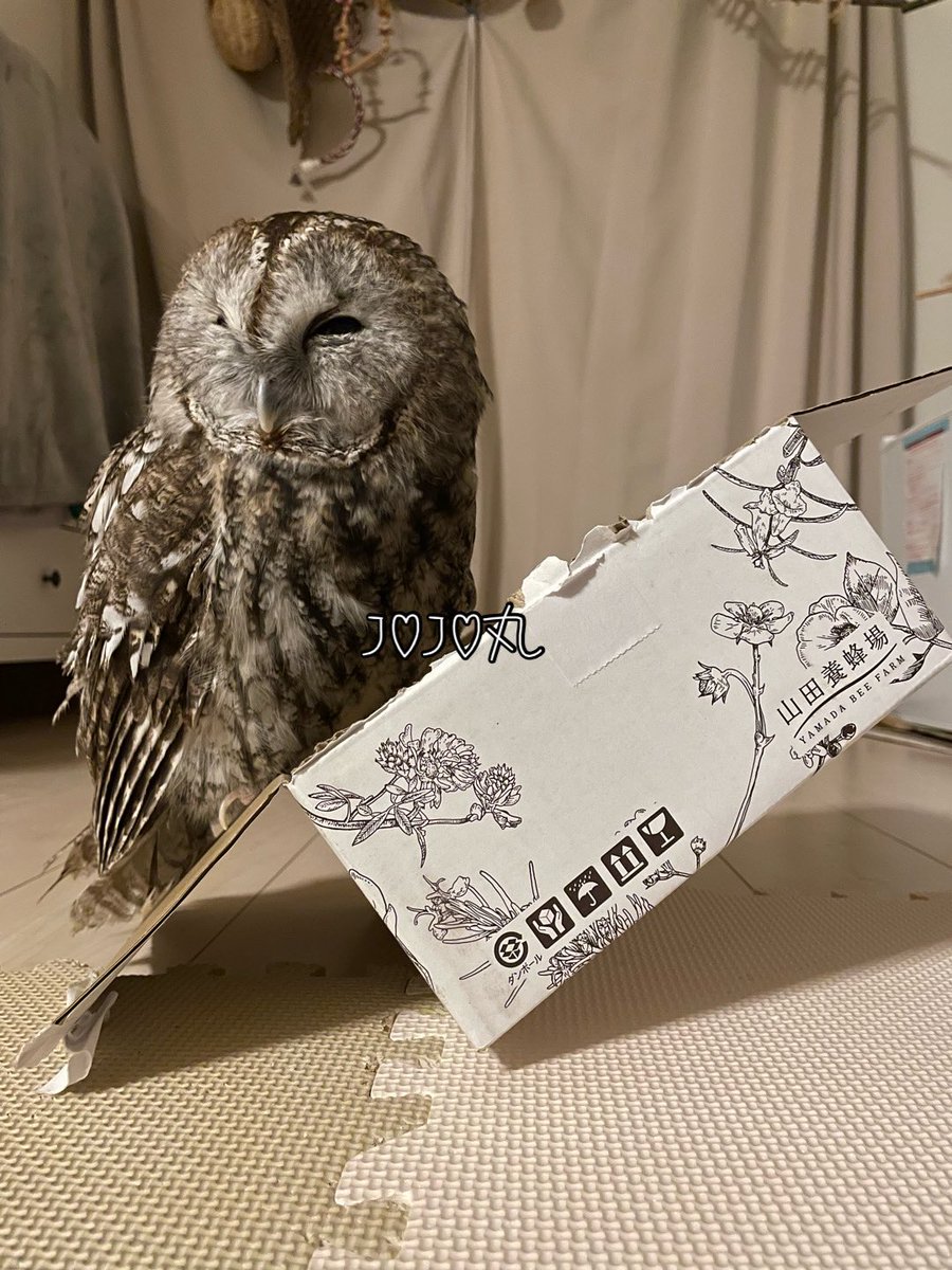 ジョジョ丸 tweet media