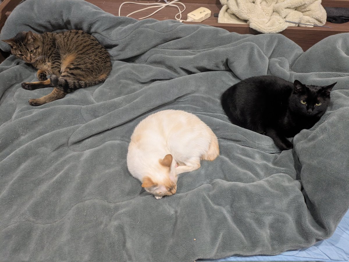 G5Xjx's tweet photo. もっとくっついて寝てもいいのよ？
 #猫のいる暮らし  #猫好きさんと繋がりたい  #保護猫 https://t.co/F9oGC1ERy2