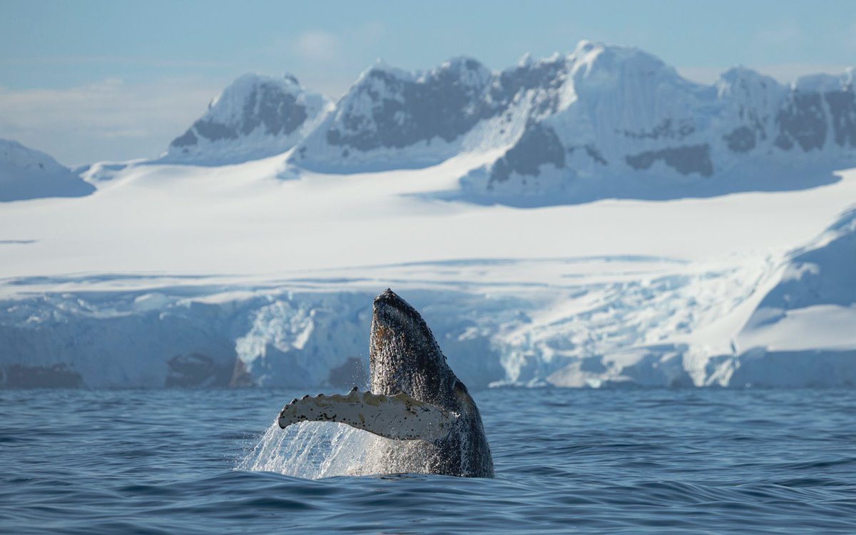 Quark Expeditions tweet media