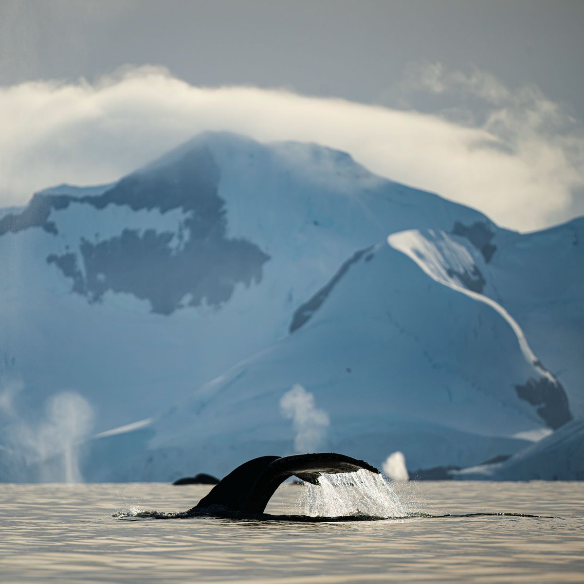 Quark Expeditions tweet media