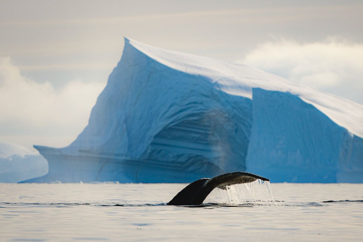 Quark Expeditions tweet media