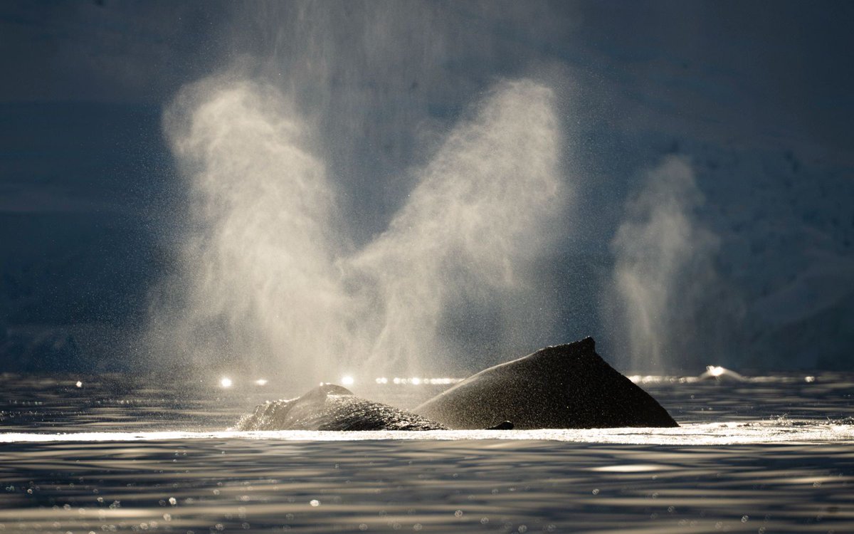 Quark Expeditions tweet media