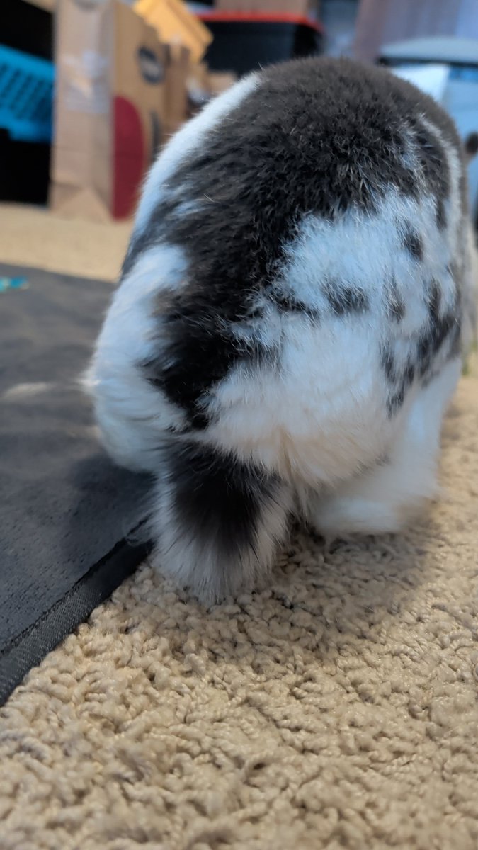05HAWKI's tweet photo. #FluffButtFriday https://t.co/M79SoDNgls