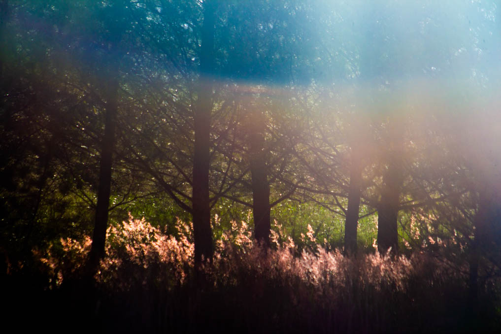 Iram Ortega 👁 tweet media