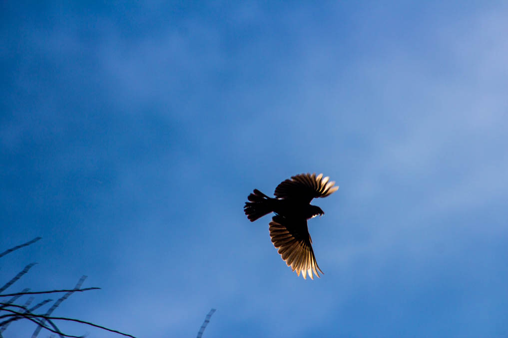 Iram Ortega 👁 tweet media