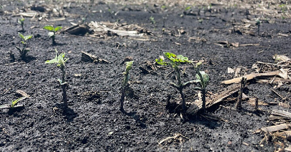 Prairie CCA tweet media