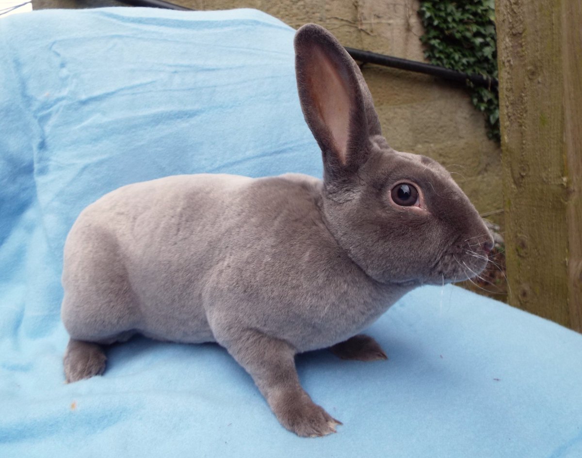 This is Clover who arrived today, he's a very handsome mini rex who needs a new home. Clover is only 11 months old, he will need his neuter operation before he goes up for adoption. Our rabbits needing homes are here- bleakholt.org/lancashire-ani… 🐰 #rabbits #bunnies #FridayVibes