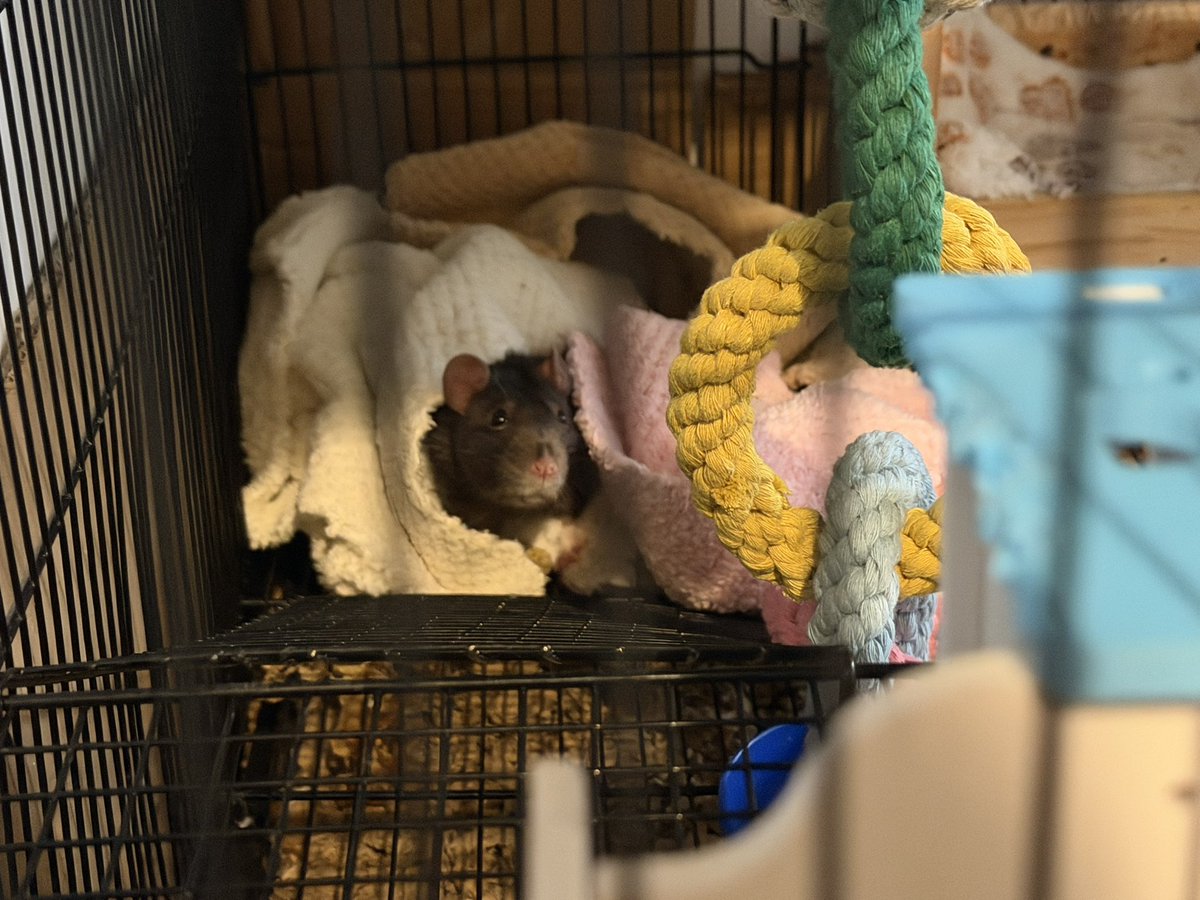 Kody “KodeZero” tweet media