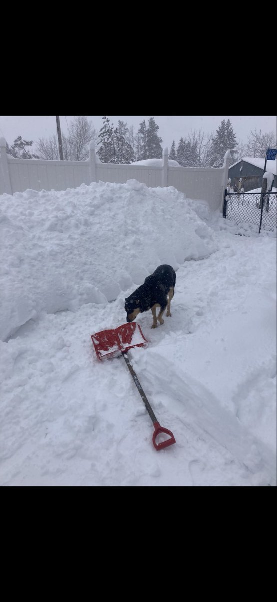 Candace 🐶⚾️ ⛳️🏈🐦♐️ tweet media