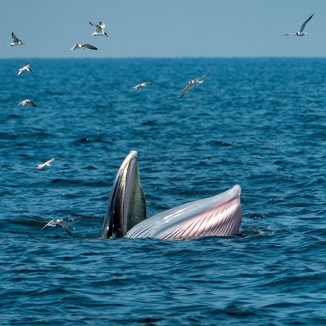 Project WILD tweet media