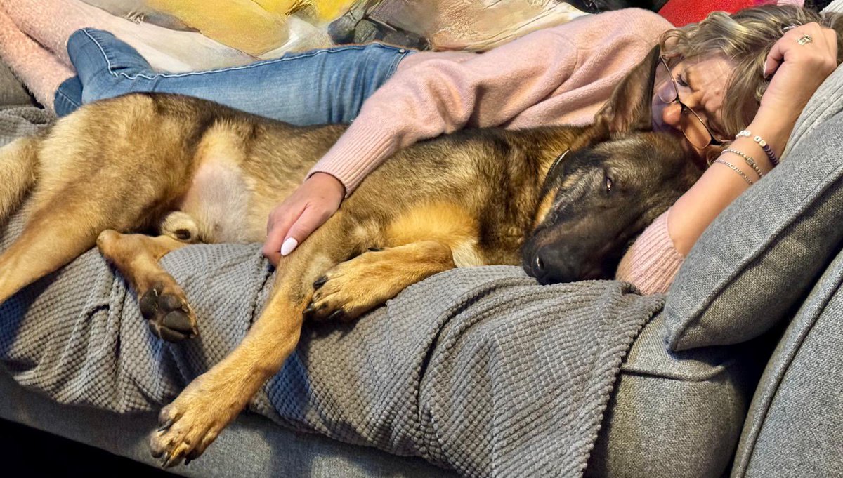 DC_Police Dogs ( Puppy Development Program) tweet media