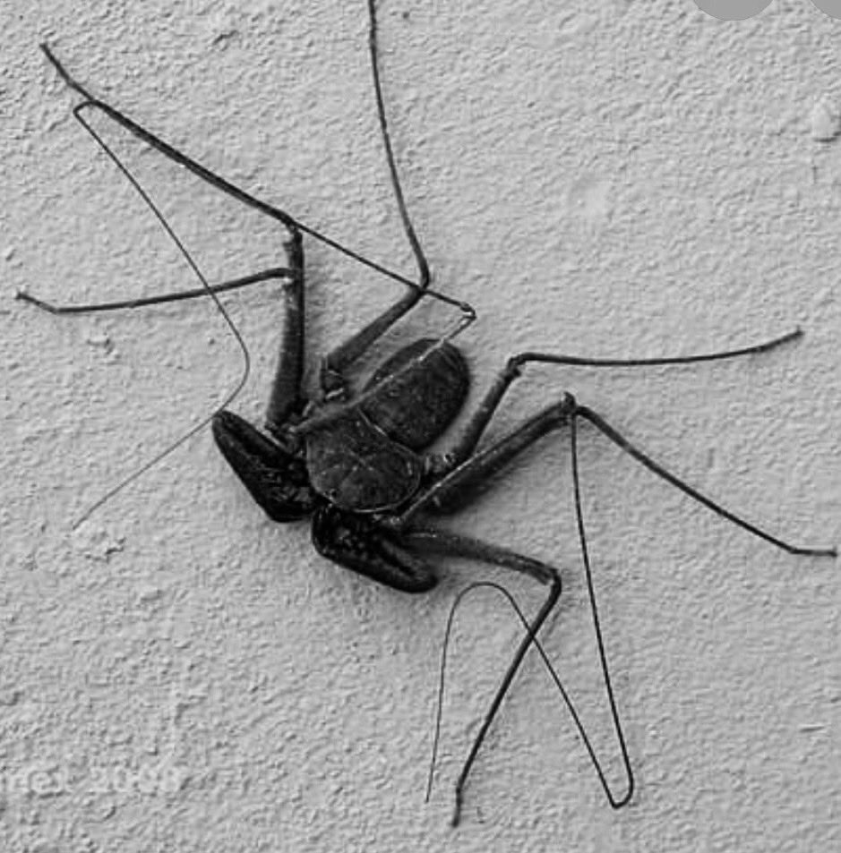 🌻 AnnetteJB- Go Wild tweet media