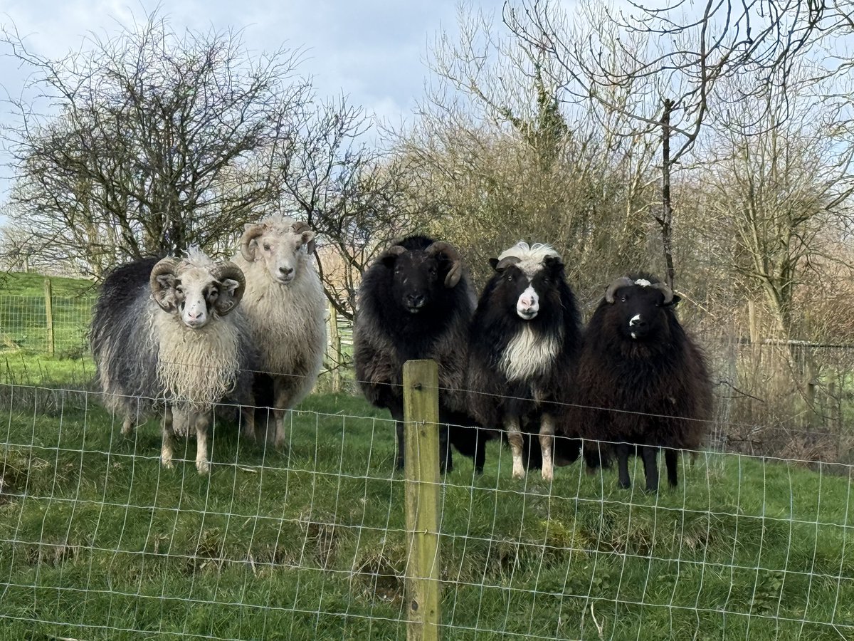 Welsh Organic Tannery 🐏🐐 tweet media