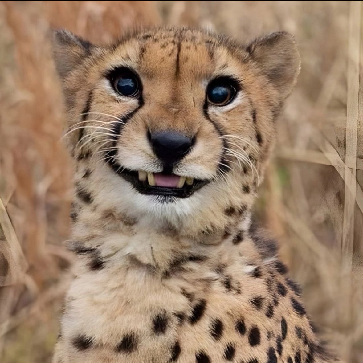 Gülerek poz veren yavru çita.