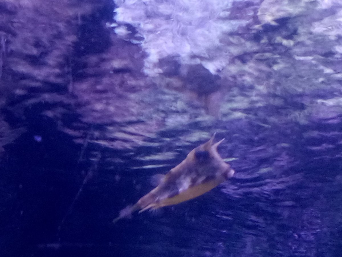 Nova Stein tweet media