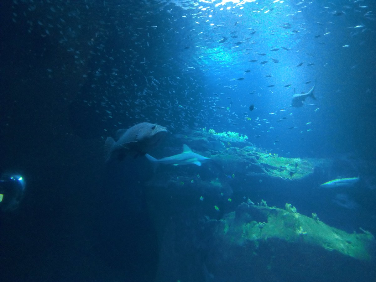 Nova Stein tweet media