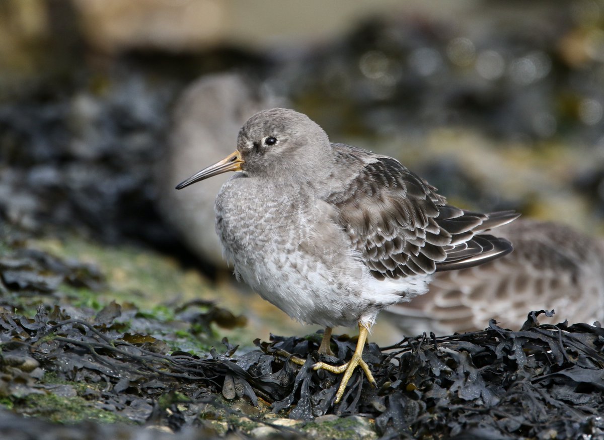 Peter Ransome tweet media