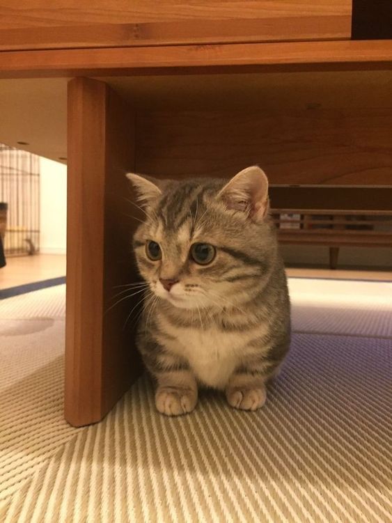 cutest cats tweet media