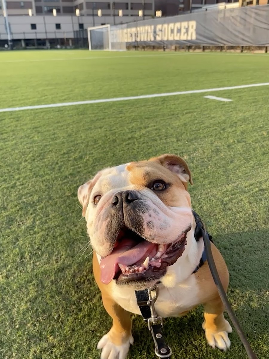 Jack the Bulldog tweet media