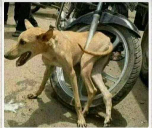 BULLDOZER ❤️ ACTION tweet media