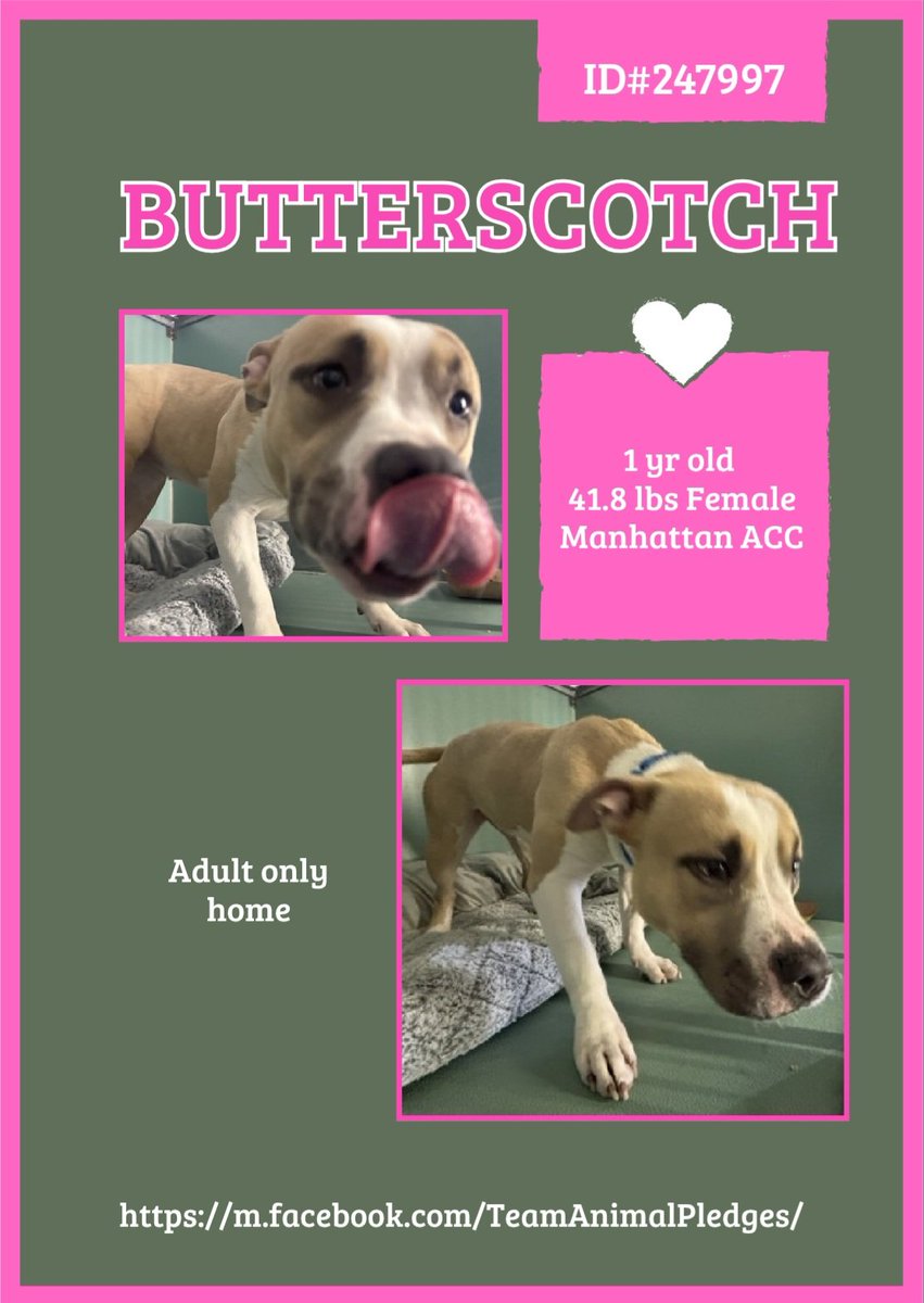 Julie🌻🐾 tweet media