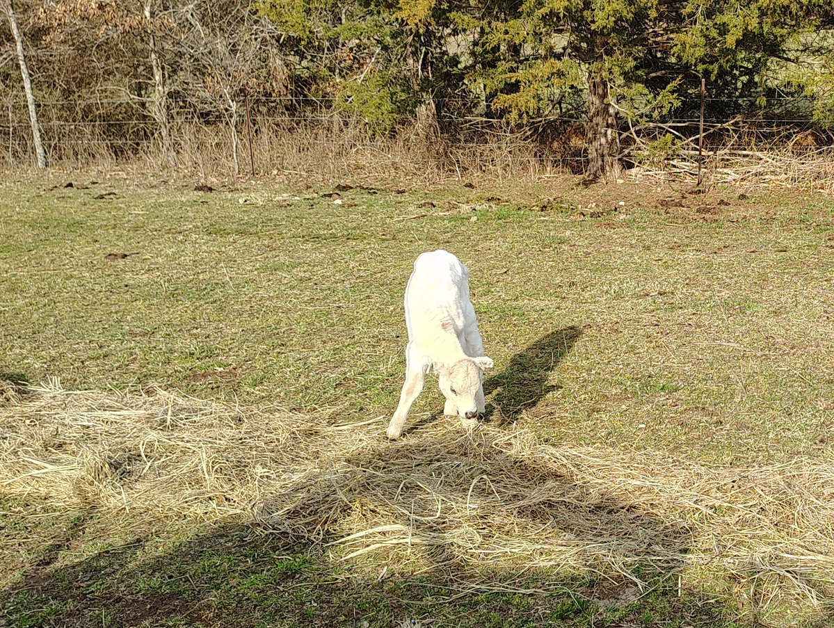 Farm Boy tweet media